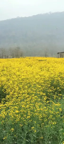  مازندران آمل
