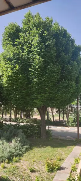  کافه روشا