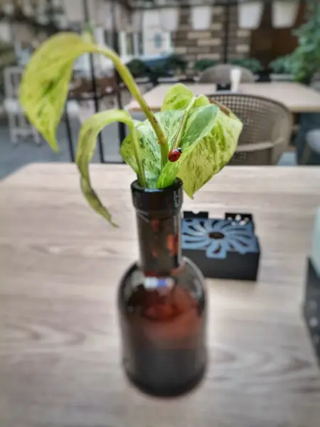 کافه ماریا cafe mariya