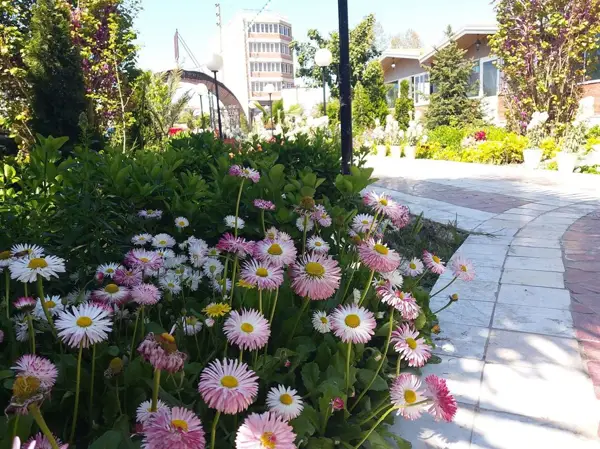  رستوران آلاچیق نخل حاج محسن