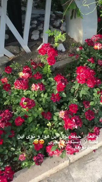  کافه گلخانه وستا