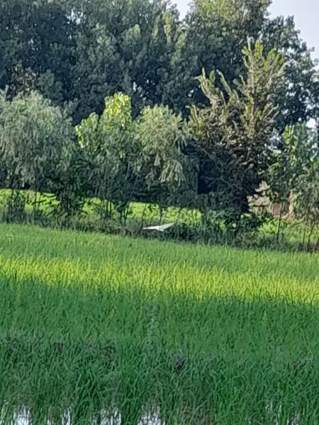  قهوه خانه عمو