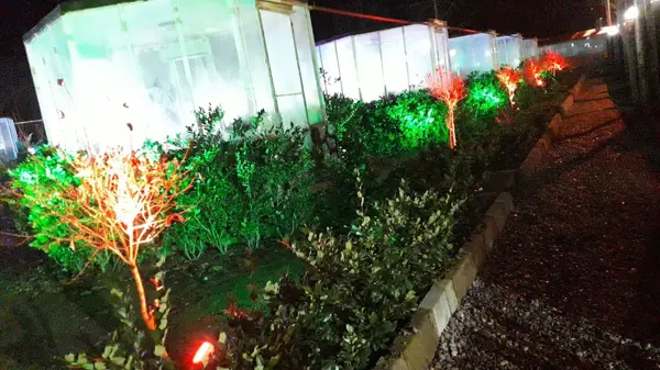 کافه آریایی