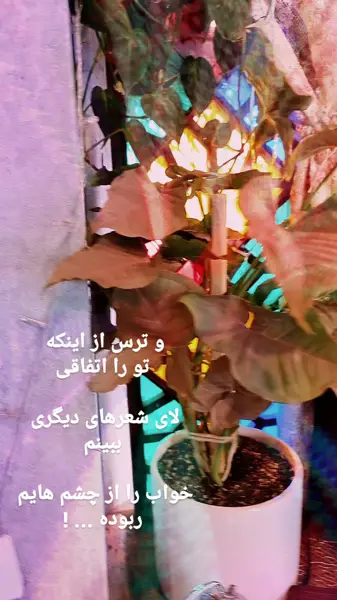 کافه الی