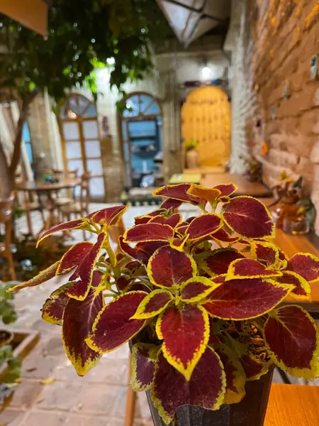 کافه نارنج