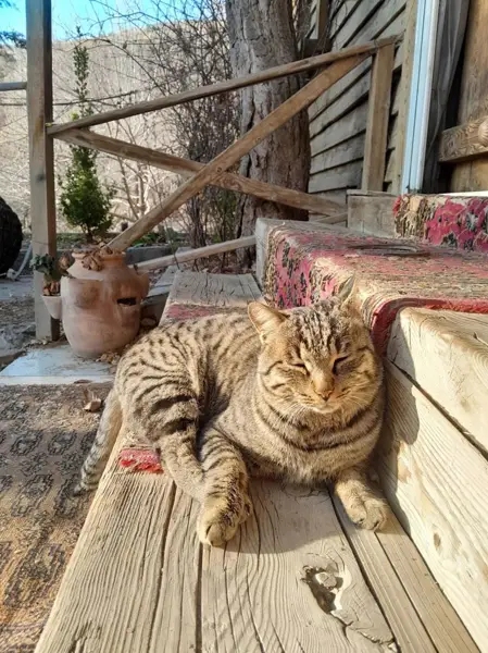  رستوران و کافی شاپ چهل چشمه