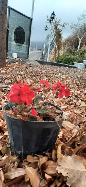 بلوط برگر