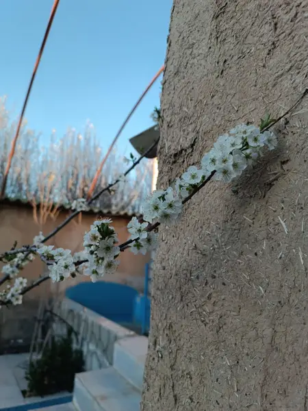  کافه یار