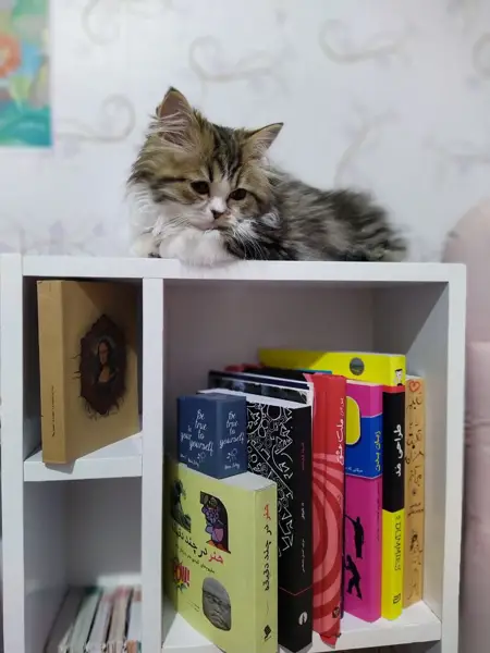  کافه هنری پارسا
