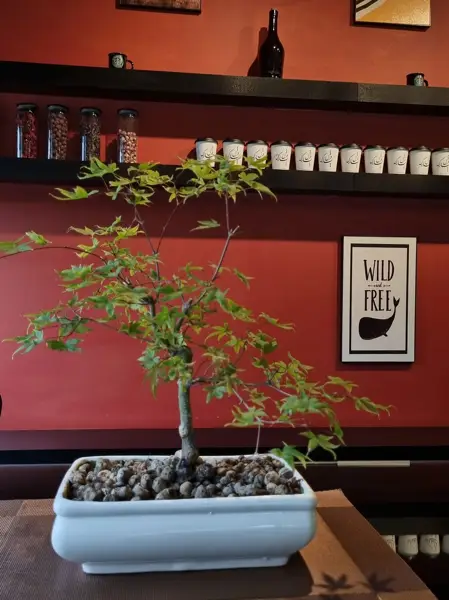  Ghezel park cafe