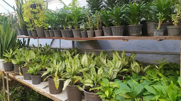  سفره خانه باغ سیکاس