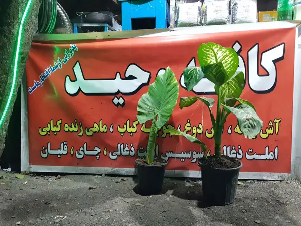  کافه وحید