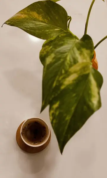  کافه سبز