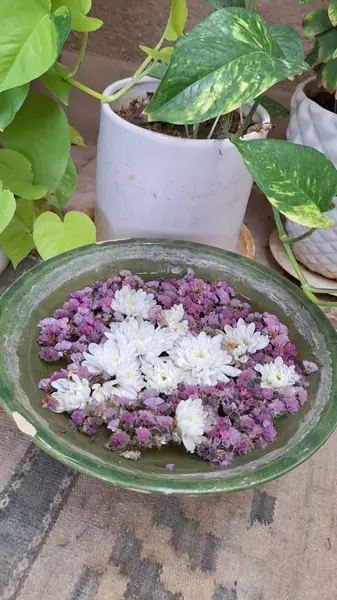  کافه سپند