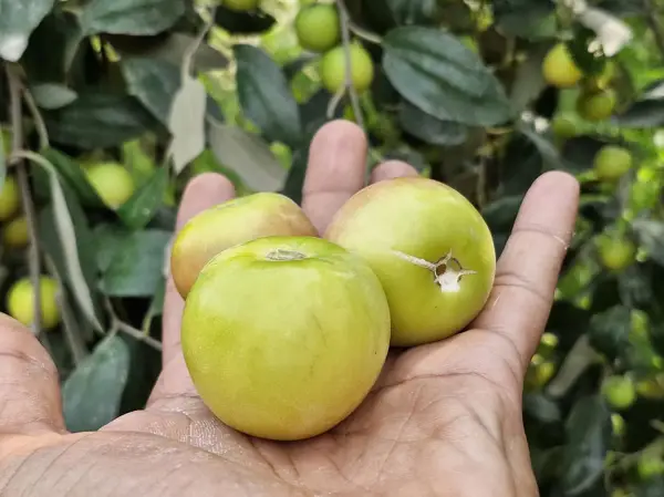 غذاخوری سنتی خاله سکینه