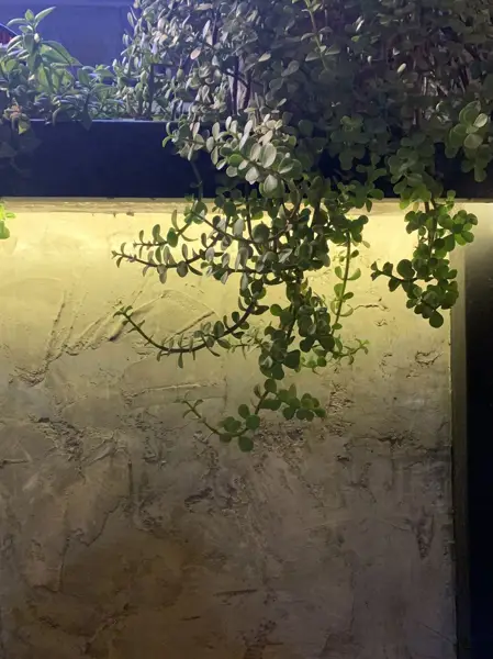  اسمارت کوک