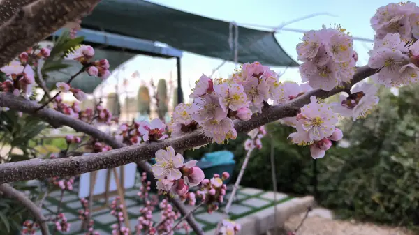 کافه هزارتو