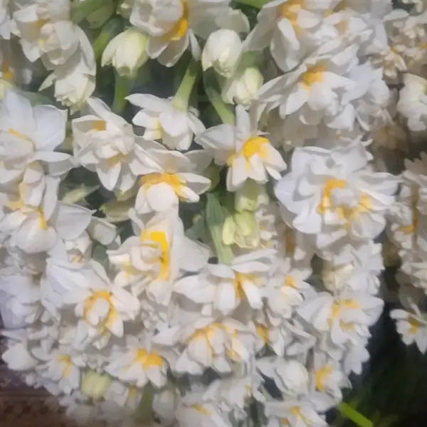  کافه لیون