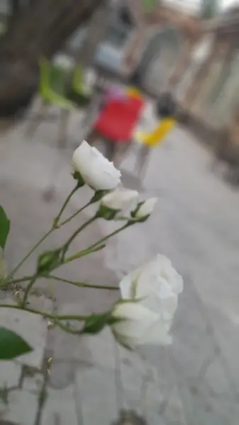  کافه آوین
