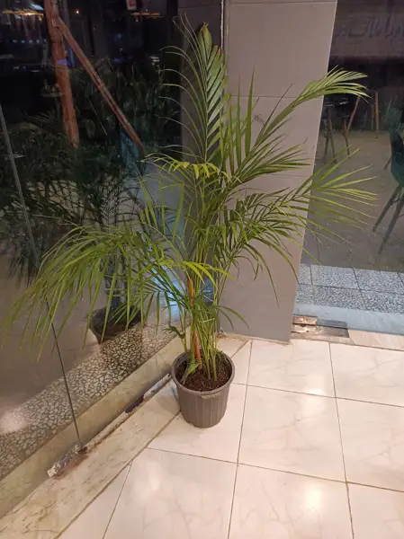 قهوه تلخ