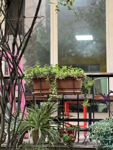 فضای باز برای استراحت و سیگار صندلی پارادیزو