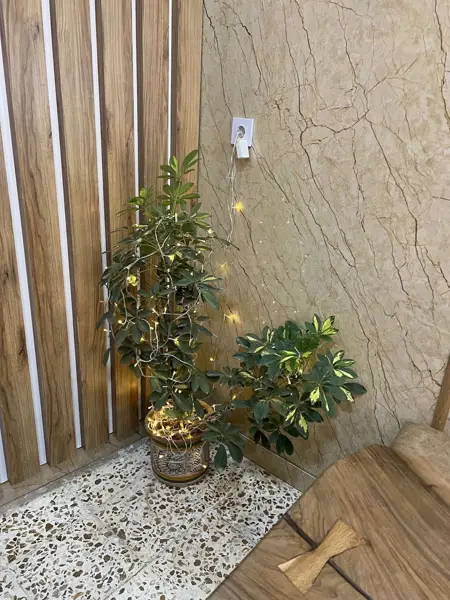  کافه درخت