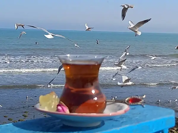  کافه ملوان نوشهر