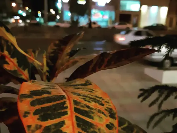  قهوه دلسیتو