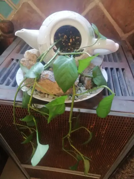  رستوران سنتی چیکو