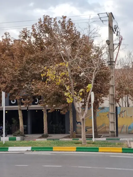  کافه رستوران داربن