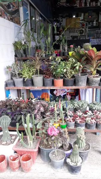 کافی شاپ کافه چی