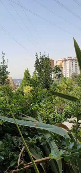 کافه ویونا