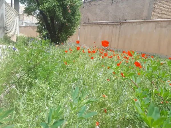  کافه پاییز ۹۸