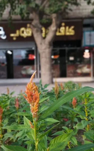 کافه روز خوب