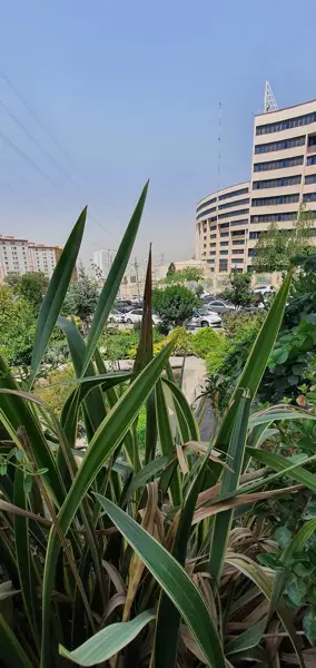 کافه ویونا