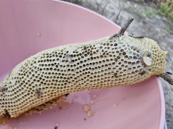  غذاخوری سنتی خاله سکینه