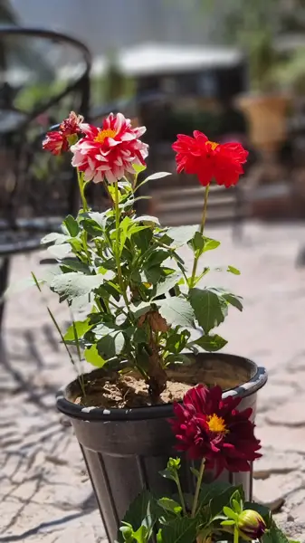  کافه رستوران شمعدونی