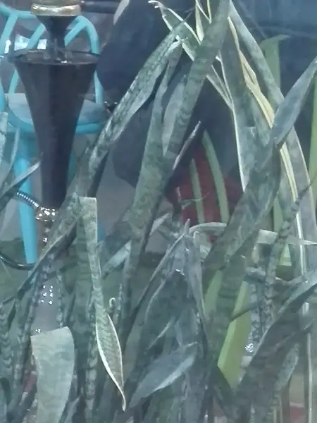  کافه رامونا