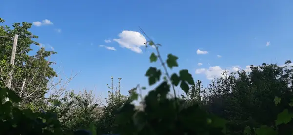  شاندیز