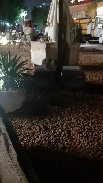  کافه کاکتوس