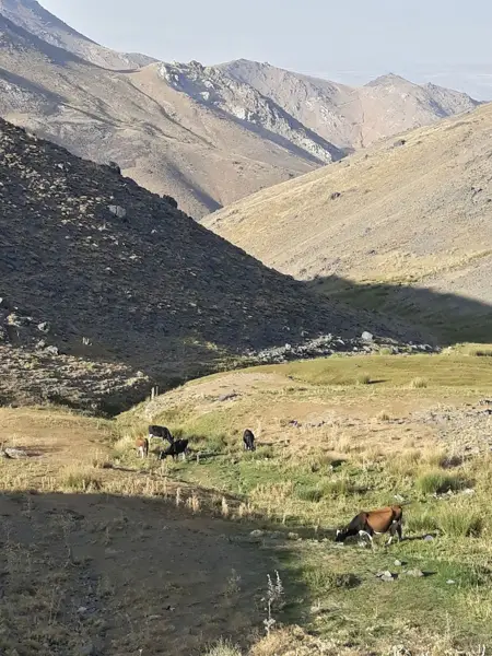 قهوه خانه مراد