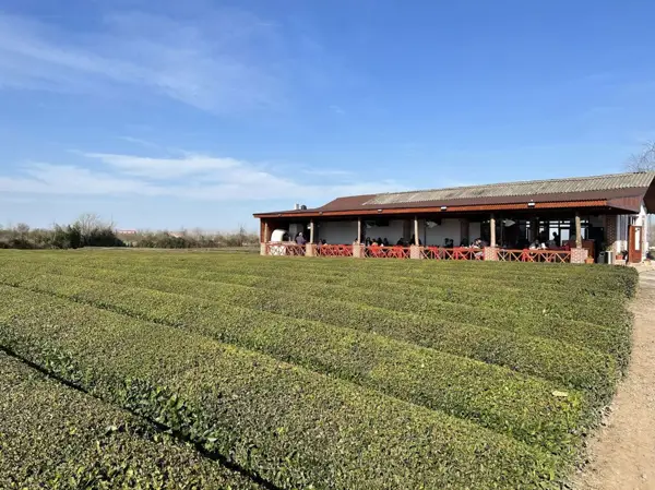  کافه چایخانه تی باغ