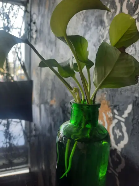  کافه گل Gol Cofe