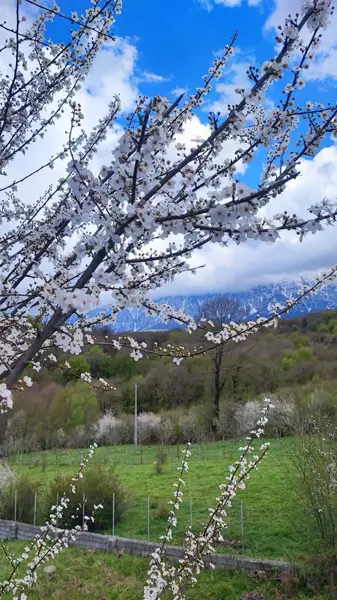  رستوران چشمه