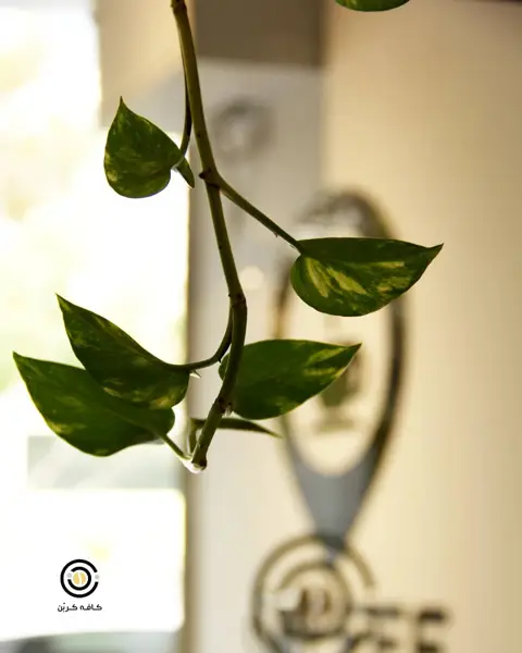 Carbon cafe