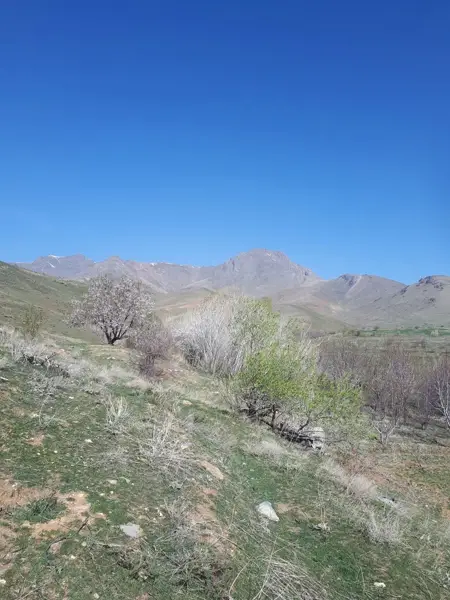 قهوه خانه باقری