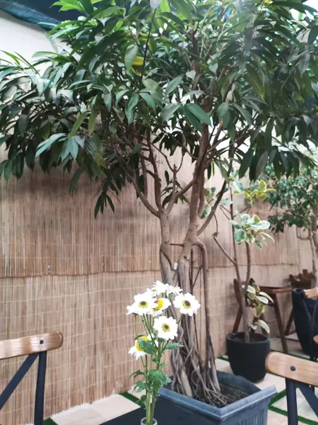  باغ بوفه یاسمینو -Yasmino Buffett Garden