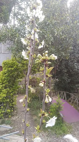  باغ الاچیق خانوادگی گیلاس