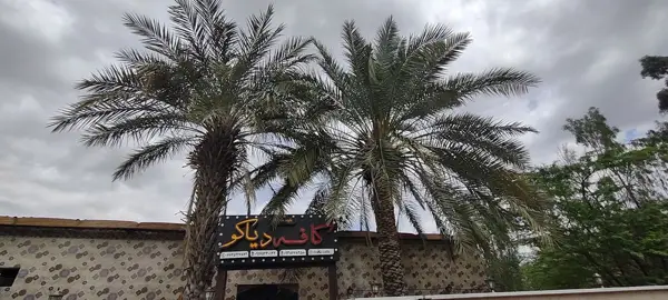  کافه دیاکو
