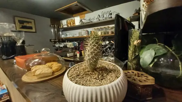  کافه داتژه